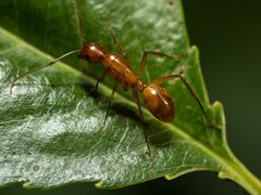 Camponotus castaneus