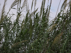 Arundo donax