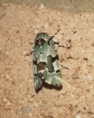 Emarginea percara