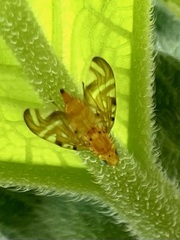 Strauzia longipennis