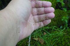 Agrostis perennans