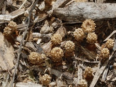 Cyathus stercoreus