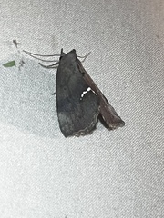 Hypsoropha hormos