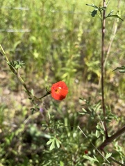 Ipomoea cristulata