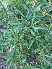 Comptonia peregrina