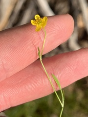 Ranunculus reptans