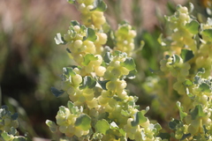 Atriplex spongiosa