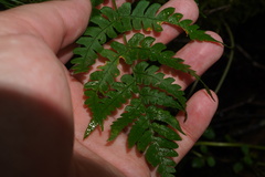 Dryopteris marginalis