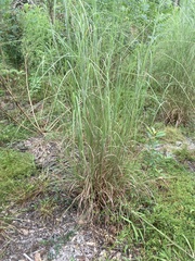 Andropogon cretaceus