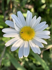 Leucanthemum vulgare
