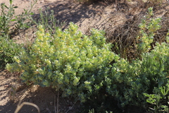 Atriplex spongiosa