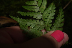 Dryopteris marginalis