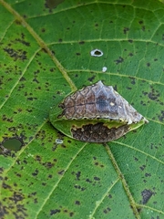 Prolimacodes badia
