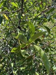 Prunus emarginata