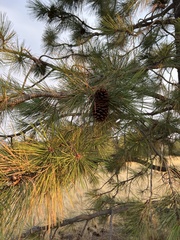 Pinus ponderosa