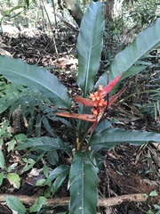 Heliconia