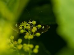 Desmia funeralis