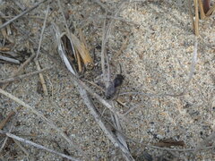 Colletes