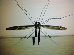 Tipula furca