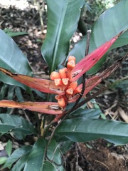 Heliconia