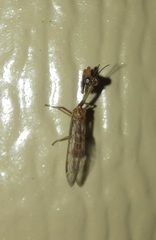 Leptomantispa pulchella