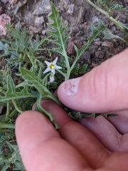 Solanum triflorum