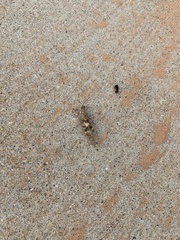 Trimerotropis pallidipennis