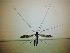 Tipula furca