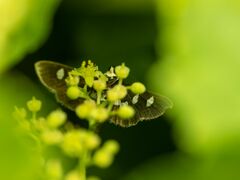 Desmia funeralis