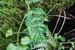 Dryopteris marginalis