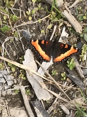 Aglais milberti