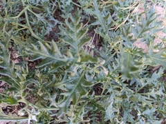 Solanum triflorum