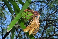 Selenicereus undatus