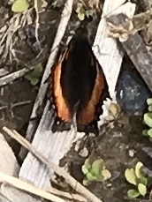 Aglais milberti