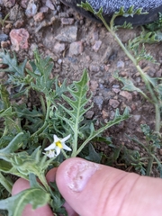 Solanum triflorum