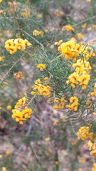 Dillwynia sieberi
