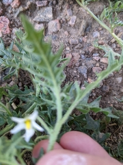Solanum triflorum