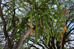 Selenicereus undatus