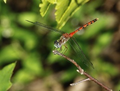 Sympetrum ambiguum
