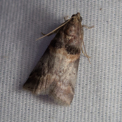 Acrobasis angusella