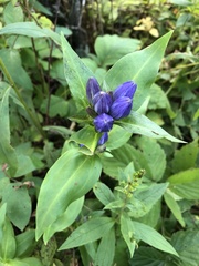 Gentiana clausa