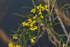 Euthamia caroliniana
