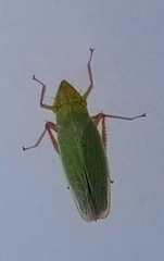 Draeculacephala antica