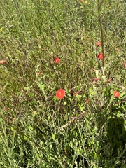 Ipomoea cristulata