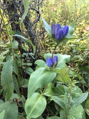 Gentiana clausa