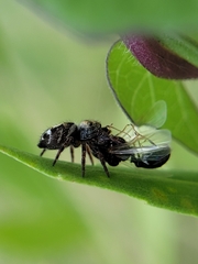 Phidippus
