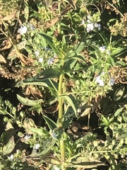 Veronica anagallis-aquatica