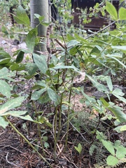 Thermopsis montana