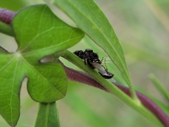 Phidippus