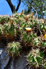Ferocactus robustus